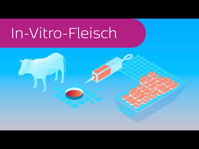 In-Vitro-Fleisch in 4 Minuten erklärt