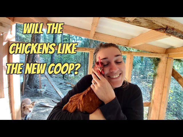 Will The Chickens Like The New Coop? | Rollaway Nesting Boxes