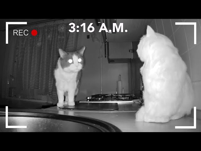 What Do Cats Do At Night? Part 1