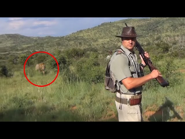 6 Lion Encounters That Will Give You Chills
