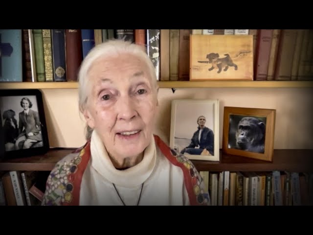 Every day you live, you impact the planet | Jane Goodall