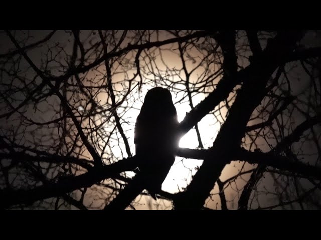 Tübingen‘s long-eared owls at moonlight