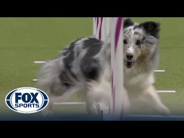 Best of 2023 Masters Agility Championships from Westminster Kennel Club | FOX Sports