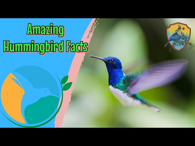 Amazing Facts About Hummingbirds | Educational Videos For Kids