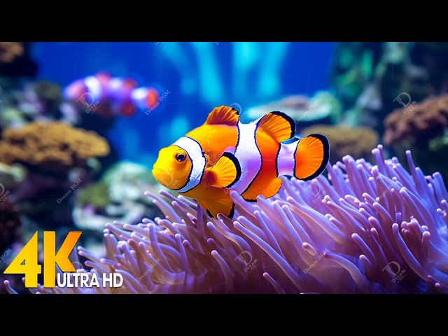 Aquarium 4K VIDEO (ULTRA HD) - Beautiful Coral Reef Fish - Relaxing Sleep Meditation Music #2