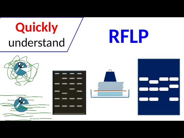RFLP | Restriction Fragment Length Polymorphism