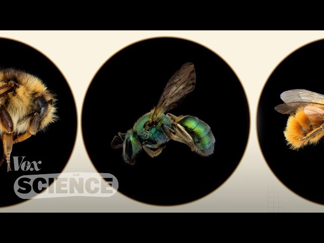 What we get wrong about saving the bees