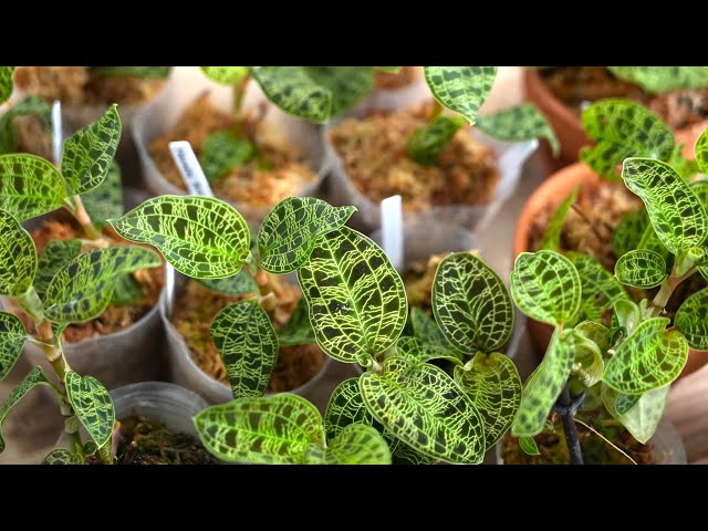 3 ways to propagate Jewel Orchid