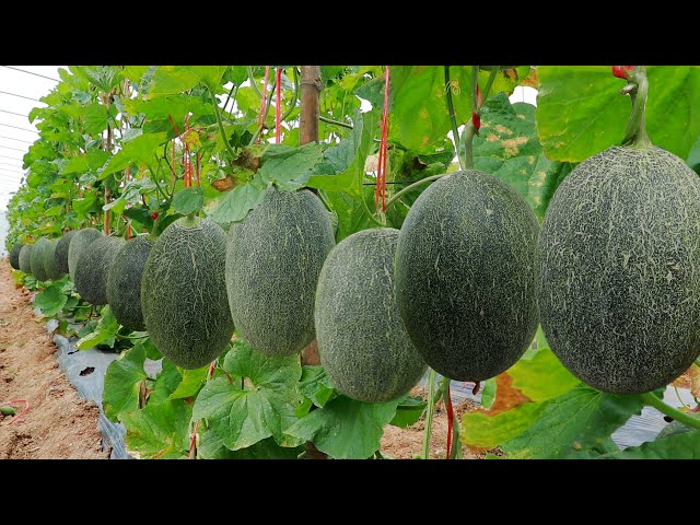 How To Grow Huge Melon From Seed - Agriculture Technology