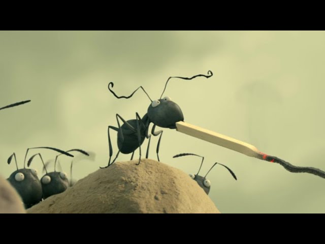 حرب تحدث بين النمل الاحمر والنمل الاسود بسبب الاختلاف على قطعة اك