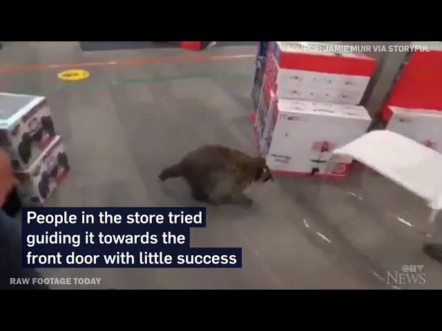 Raccoon goes Black Friday "shopping" in Toronto technology store