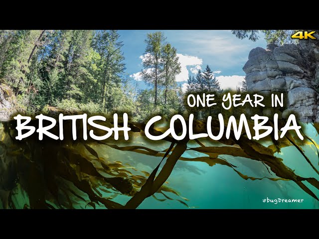 ONE YEAR IN BRITISH COLUMBIA 🇨🇦 Drone, Scuba, Underwater Macro Photography, Wildlife Filmmaking 4K