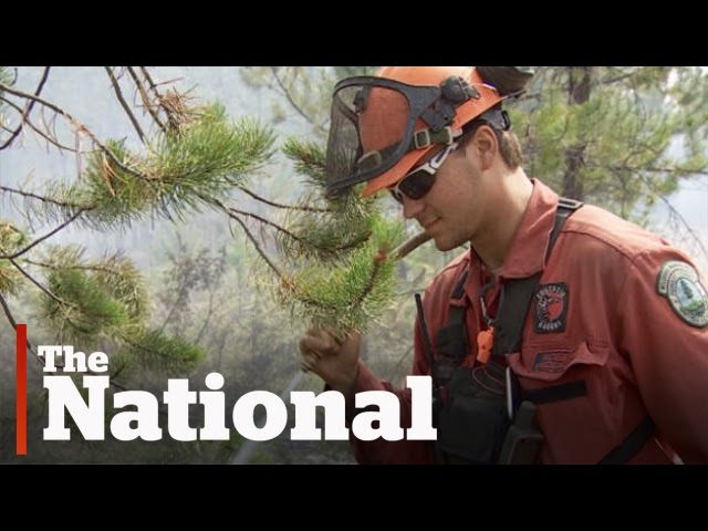 Meet the firefighters battling B.C.'s wildfires