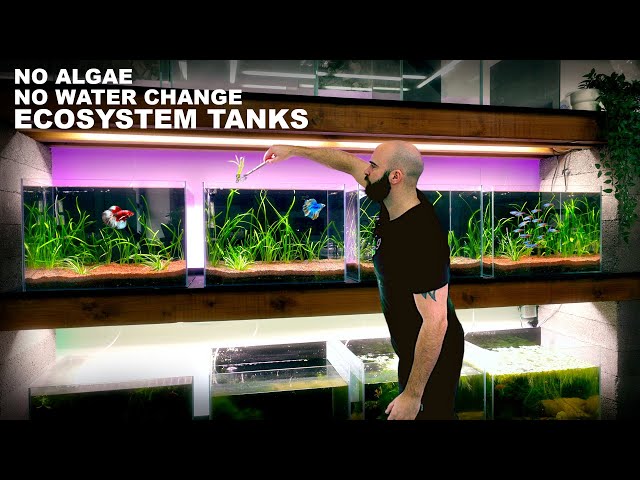 No Algae, No Water Change, Ecosystem Tanks: The Fish Wall