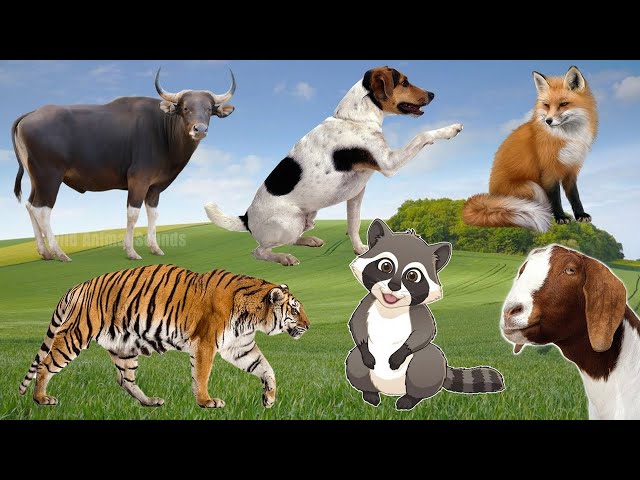 Amazing Sounds of Familiar Animals: Goat, Raccoon, Buffalo, Dog, Tiger, Fox,...- Wild Animal Sounds
