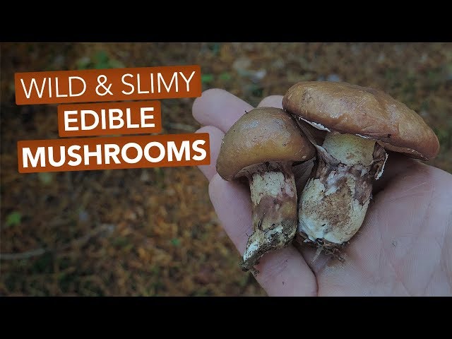 Slippery Jacks & Other Edible Suillus/Bolete Mushrooms