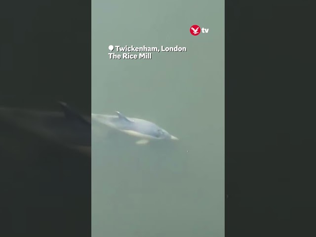 Dolphin spotted swimming in River Thames 🐬 #london #shorts