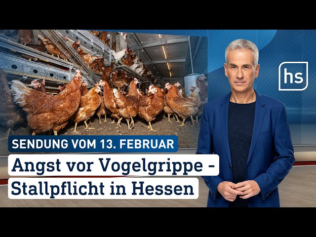 Angst vor Vogelgrippe – Stallpflicht in Hessen | hessenschau vom 13.02.2024