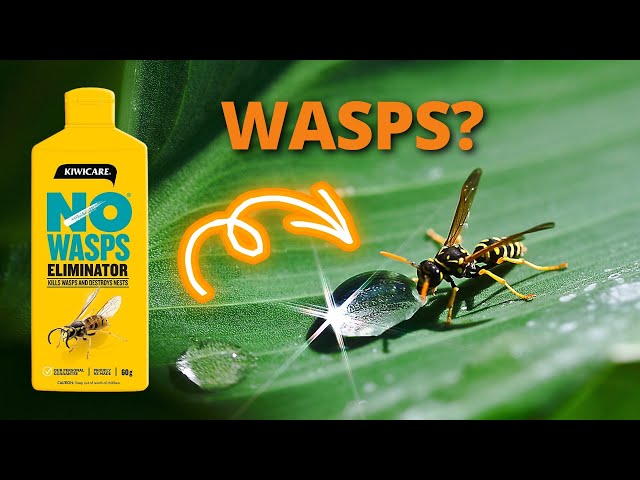 Kiwicare No Wasps Eliminator: Does it work?