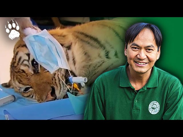 Tigresse en détresse - Opération d'urgence à Sumatra - Documentaire animalier - AMP