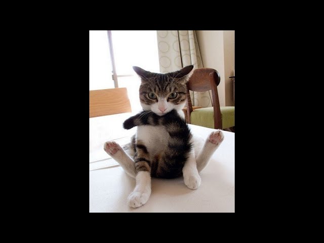 Funny Cats Playing With Their Tails Compilation! Try Not To Laugh!