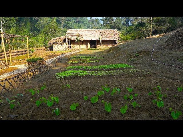 FULL VIDEO/150 Days: Farm Renovation & Building Process (Free) |Growing - Harvesting