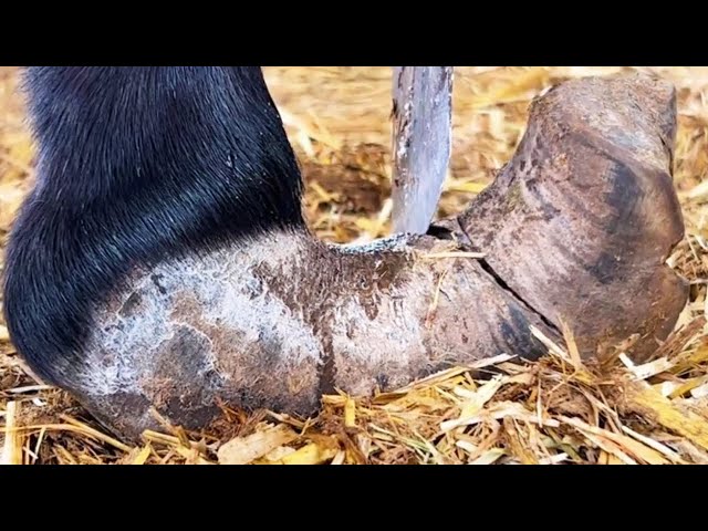 Unimaginably huge donkey hooves! Refreshing pruning【DONKEY HOOF SAVIOR】