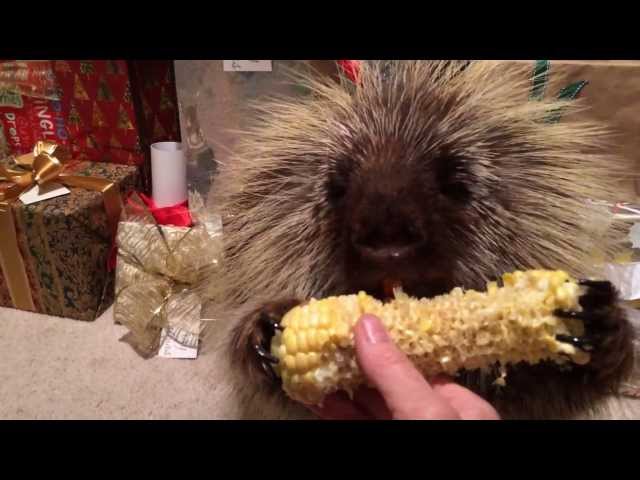 Teddy Bear the Porcupine Finds a Christmas Treat