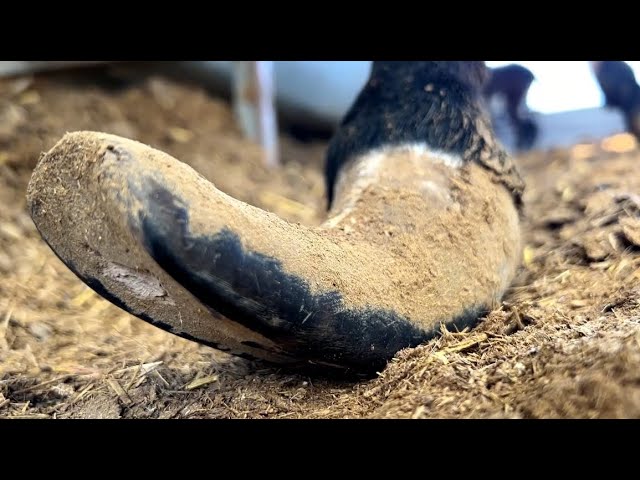 Trim donkey's hooves that are longer than your shoes! Rescue a donkey that can't walk