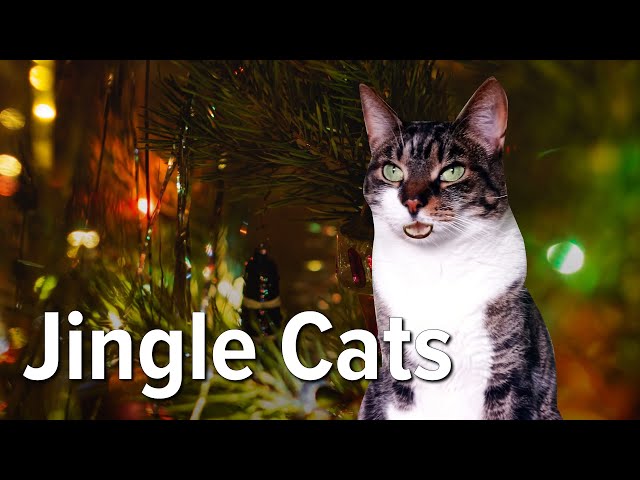 Jingle Cats 2023 | Happy Jingle Jam!