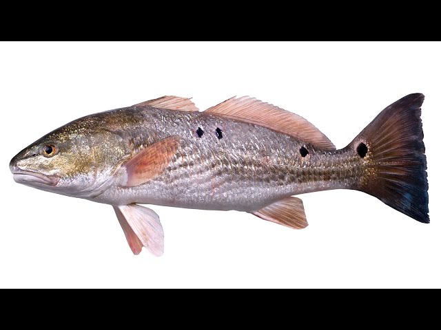 How To Fish Docks For Redfish