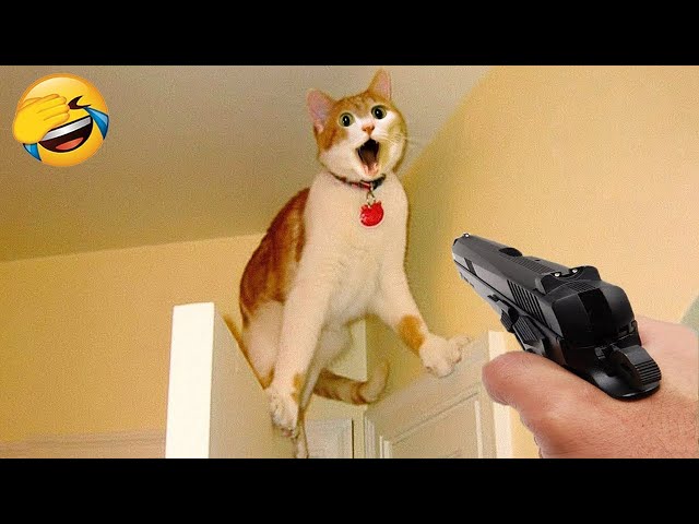 Funniest Animals 😄 New Funny Cats and Dogs Videos 😹🐶 Part 16
