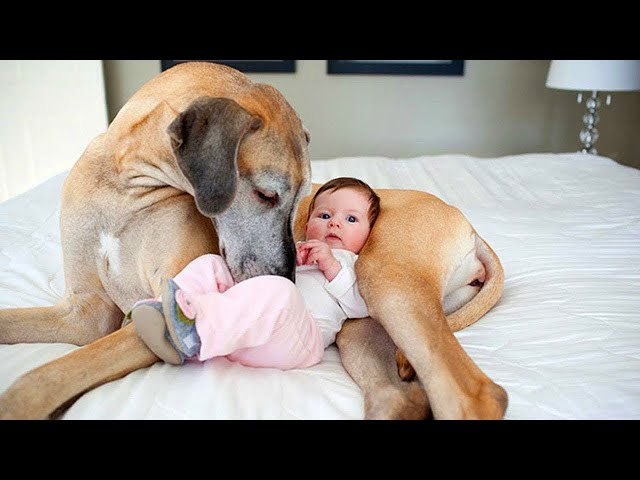 Cute Dogs Babysitting Babies Compilation!