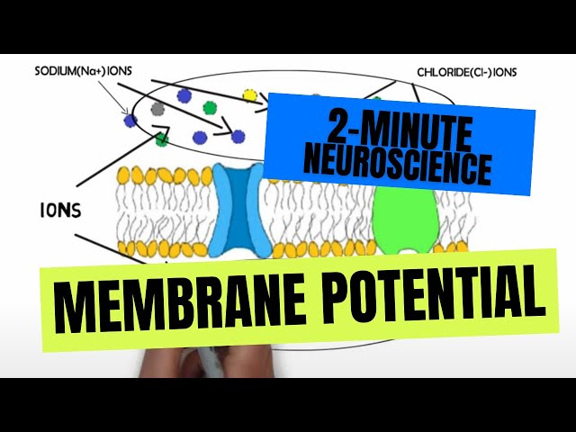 2-Minute Neuroscience: Membrane Potential