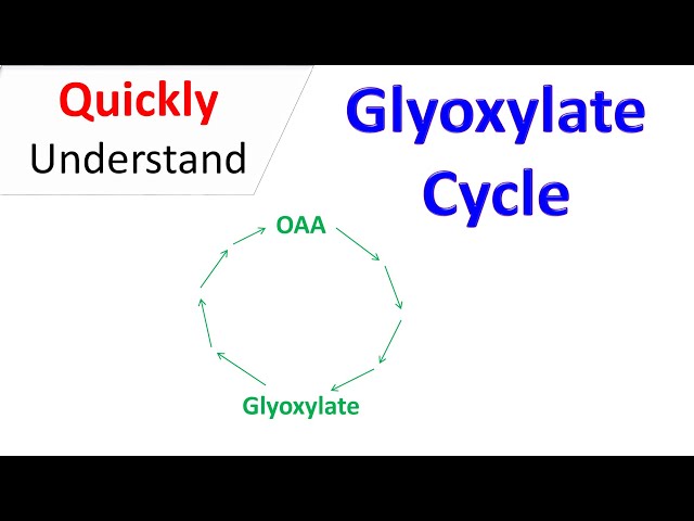Glyoxylate cycle