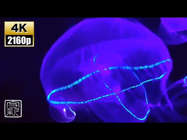 Transformative Meditation & Sleep Spaceship Music 12HRS/4K UHD with Bioluminescent Owan Jellyfish