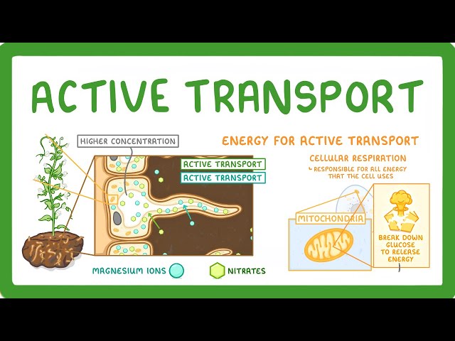GCSE Biology - Active Transport #9