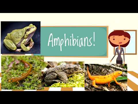 Amphibians and Reptiles for Children