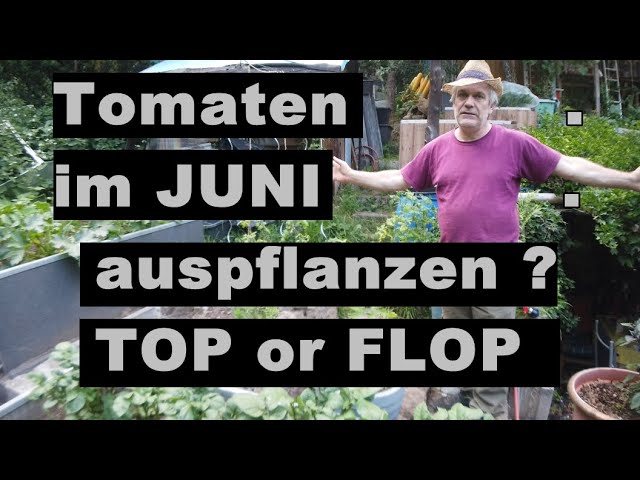 Tomaten Ende JUNI auspflanzen? TOP oder FLOP?