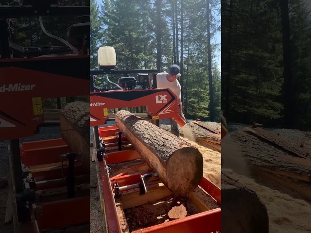 Bark, dirt, grit… that’s got to go! Milling lumber requires cutting away the unusables. #sawmill