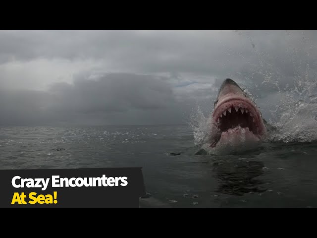 15 Insane moments at sea - The sea can be a SCARY place!