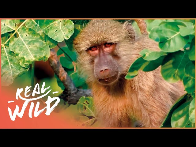 Zambia's Clever Golden Baboons | Real Wild