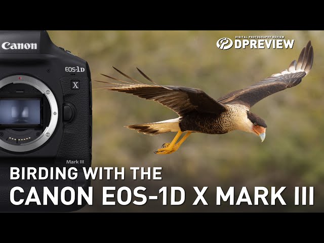 Birding with the Canon EOS-1D X Mark III