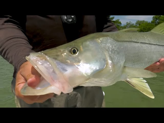 Marco Island Florida Fishing Inshore Slam - Snook Redfish Tarpon Trout