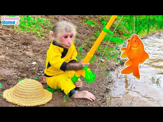 Monkey Baby BiBi goes fishing to feed kittens and swim with ducklings | Animals_Home
