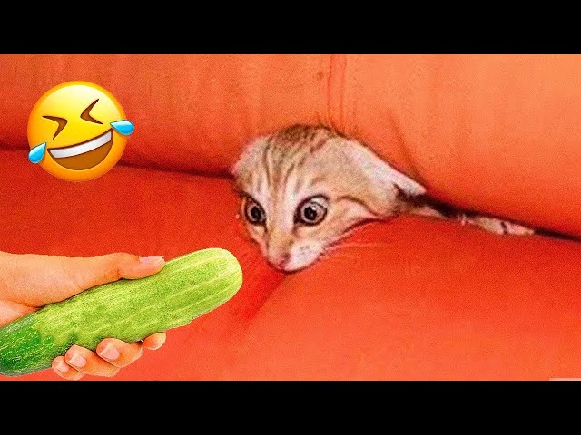 Trending Funny Dogs And Cats Videos 😂 Funniest Cats and Dogs 😸🐶
