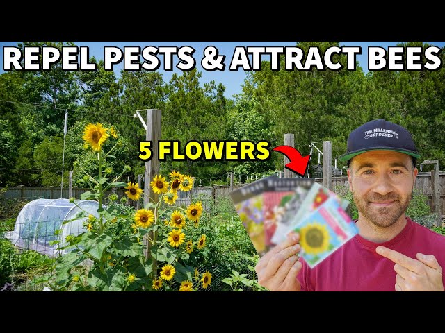 Plant These 5 Flowers To REPEL PESTS And ATTRACT POLLINATORS!