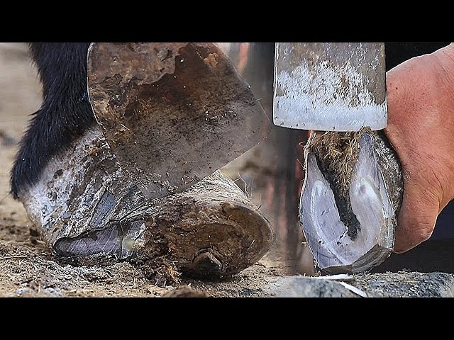 Rescue a donkey that cannot walk normally because of a deformed donkey hoof