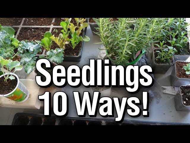 Seed Starting Containers: 10+ Ideas for Vegetable Gardening -Quick Tips