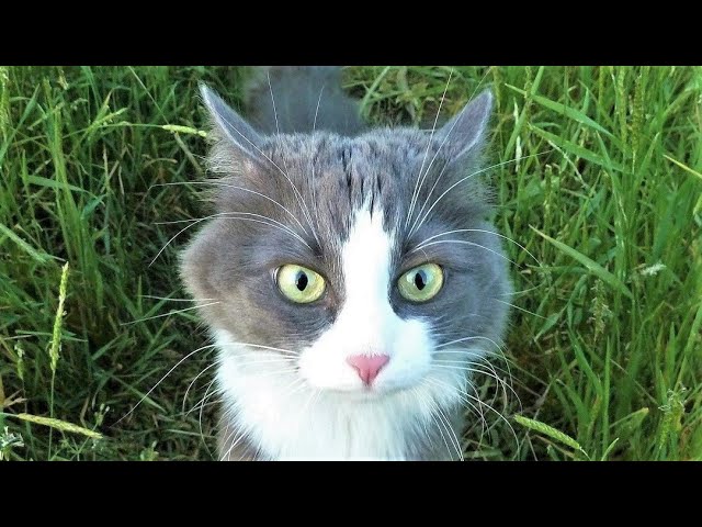 Funny cat videos 2023😆 Funny animal videos - Funny animals 296
